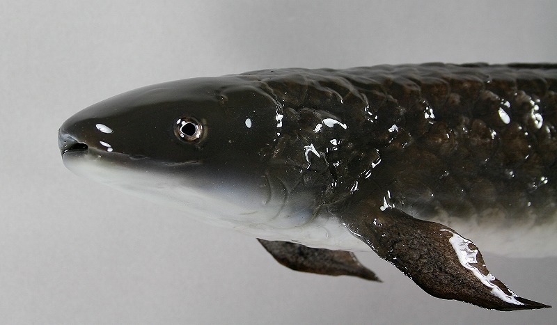 ハイギョ剝製　顔