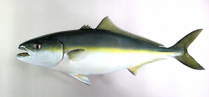 ハマチ剝製　魚体