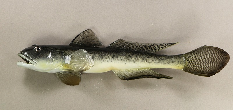 ハゼ剝製　魚体