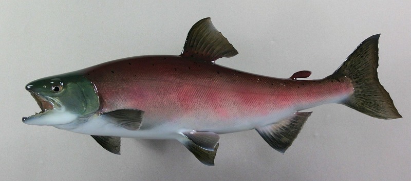 ヒメマス剥製3　魚体