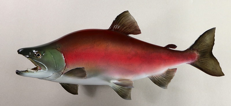 ヒメマス剥製2　婚姻色魚体