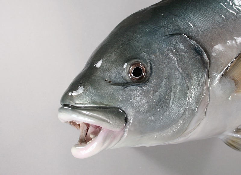 ヒラアジ剝製　顔
