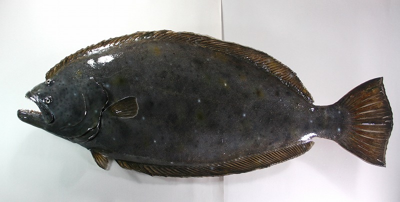 ヒラメ剝製　魚体