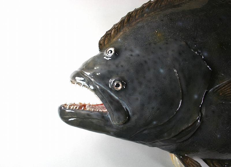 ヒラメ剝製　顔