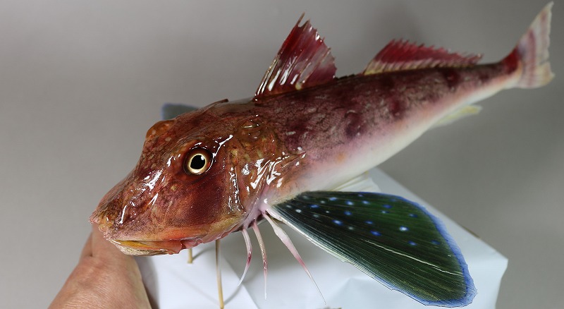 ホウボウ剝製2　魚体