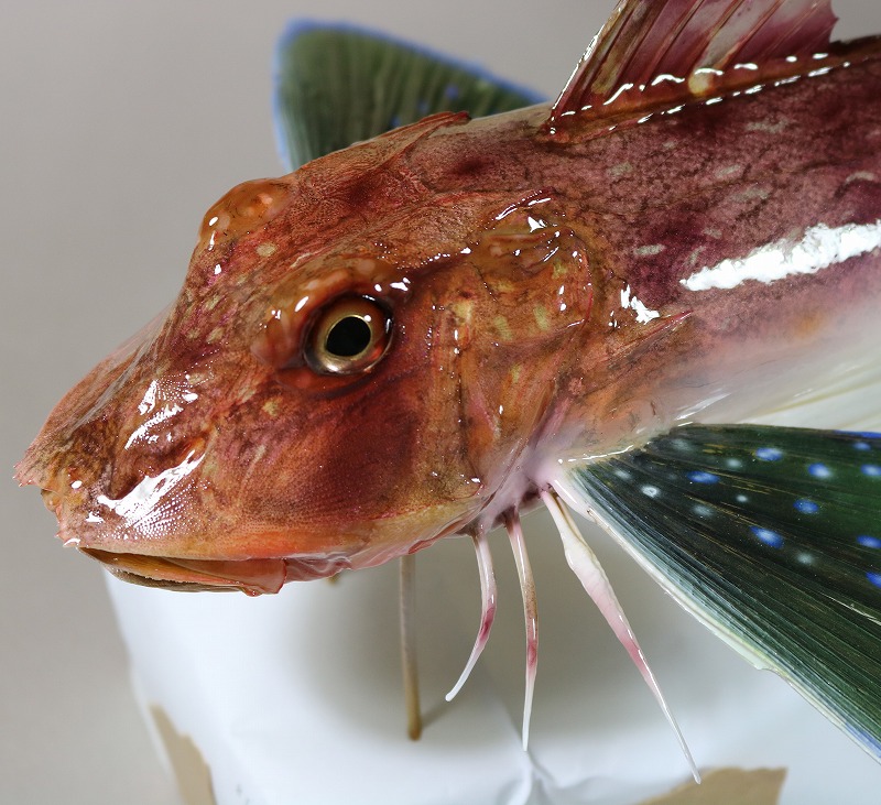 ホウボウ剝製2　顔のアップ