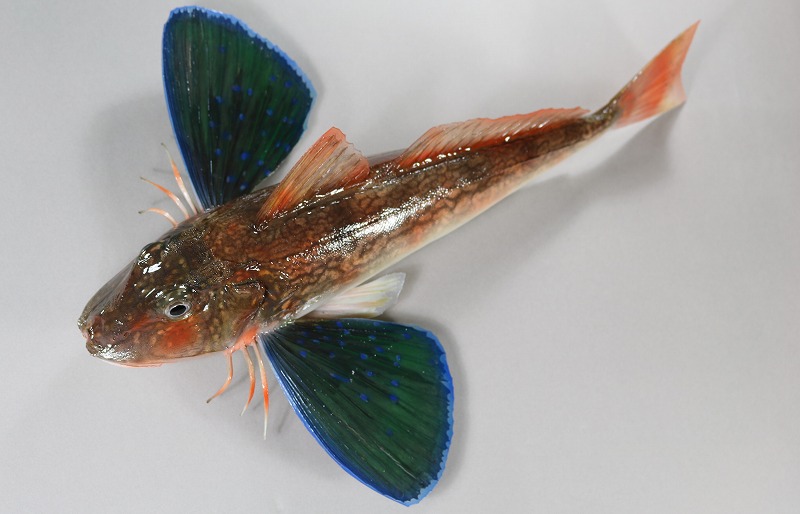 ホウボウ剝製　魚体