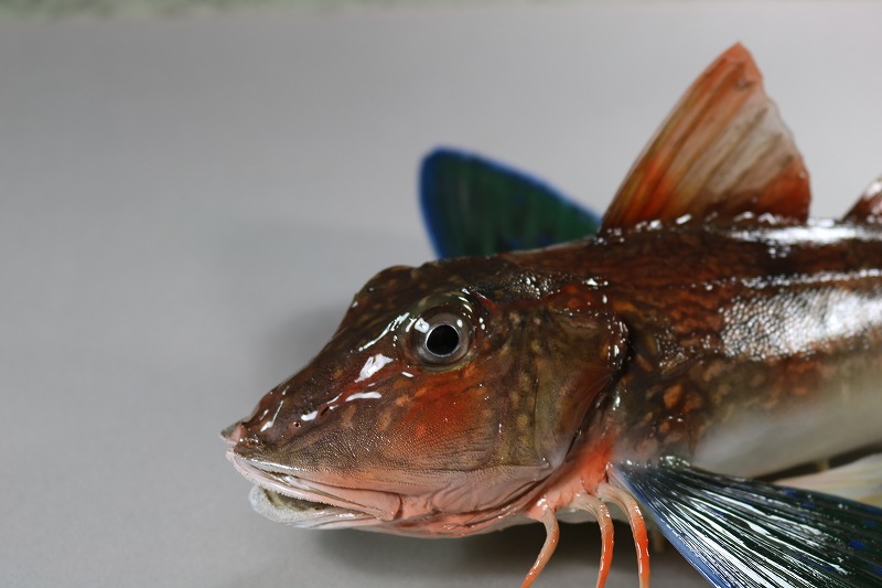 ホウボウ剝製　顔