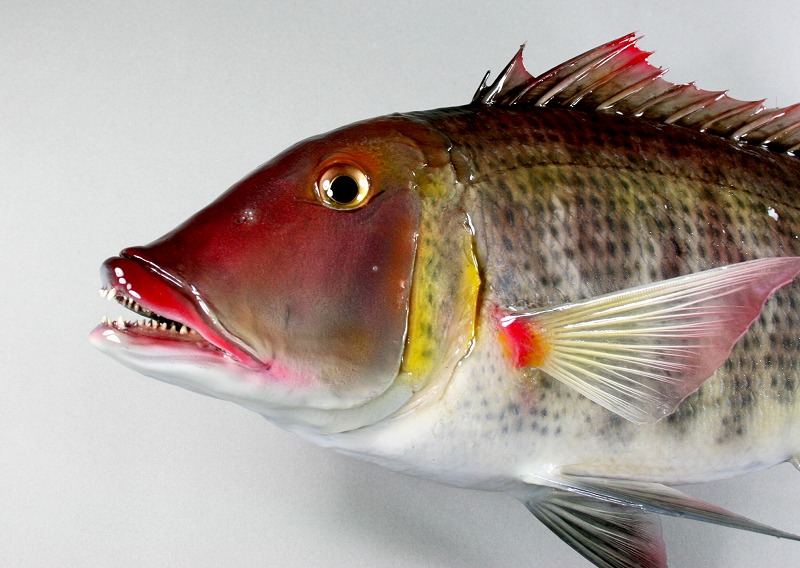 フエフキダイ剝製　顔