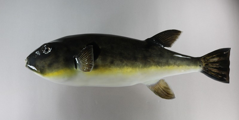 フグ剝製　魚体