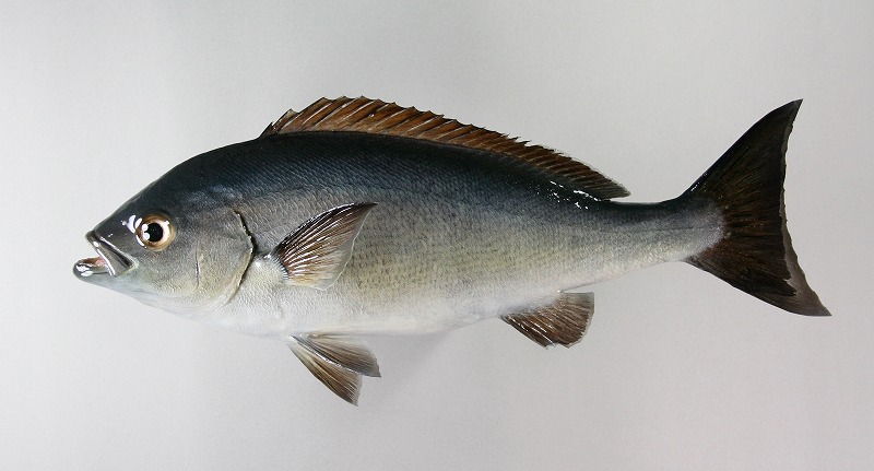 イサキ剝製　魚体