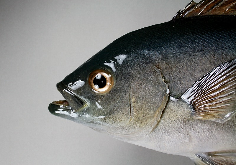 イサキ剝製　顔