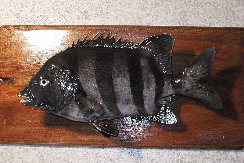 イシダイ剝製　立て縞の魚体