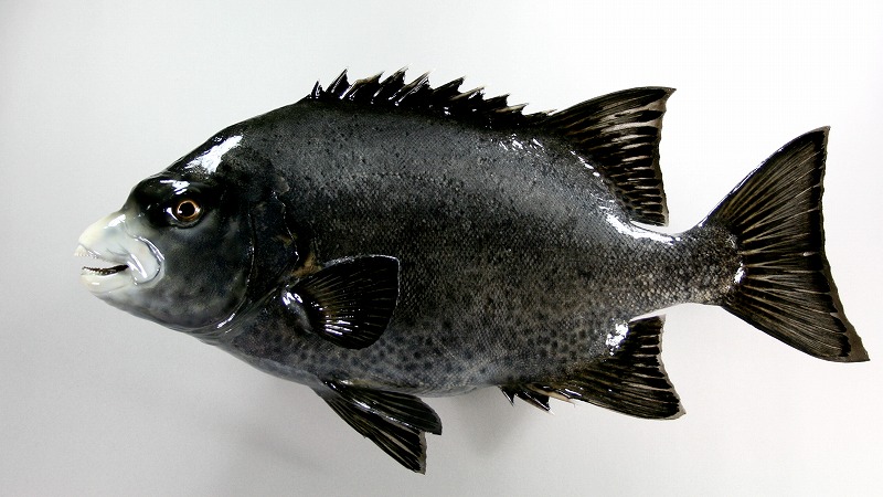 イシガキダイ剝製　魚体
