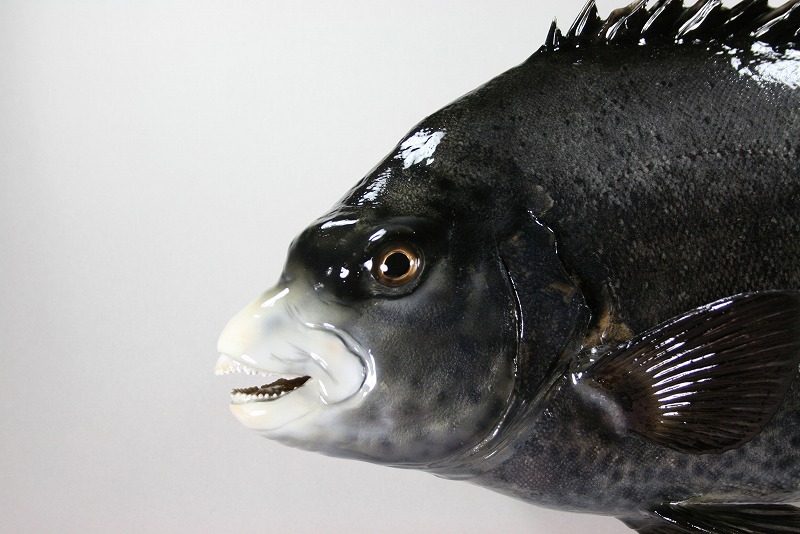 イシガキダイ剝製　顔