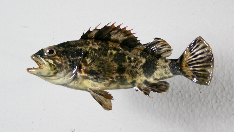 カサゴ剝製　魚体