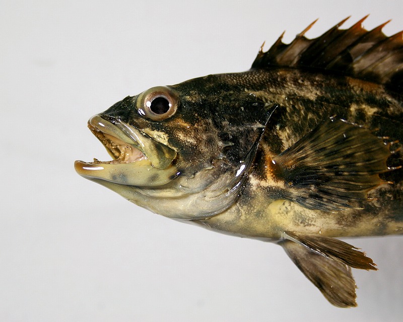 カサゴ剝製　顔