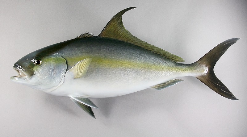 カンパチ剝製　魚体