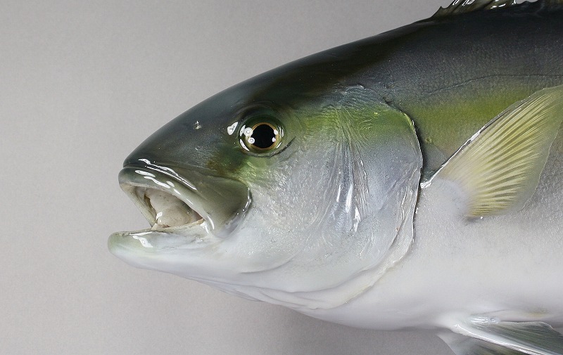 カンパチ剝製　顔