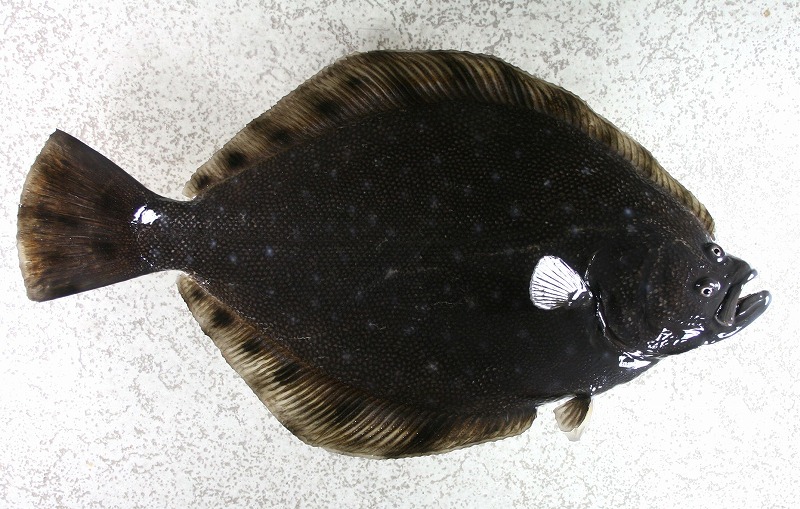 カレイ剝製　魚体
