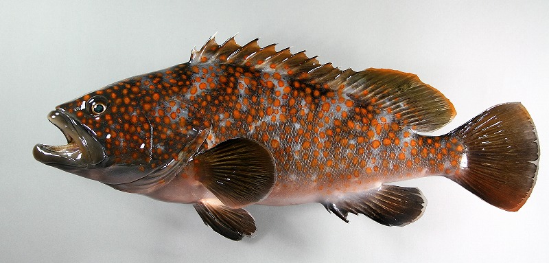 キジハタ剝製1　綺麗な魚体