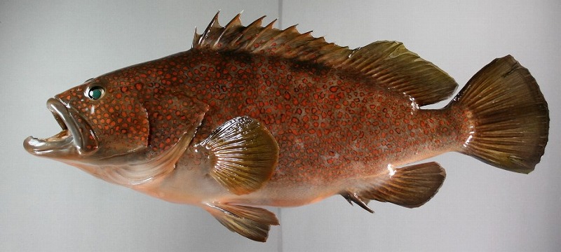 キジハタ剝製2　魚体