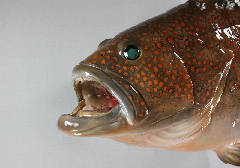 キジハタ剝製2　顔