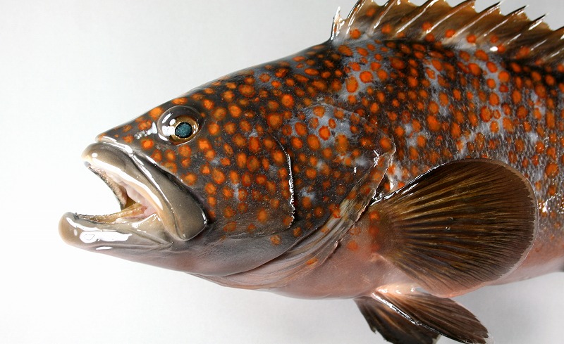 キジハタ剝製1　顔