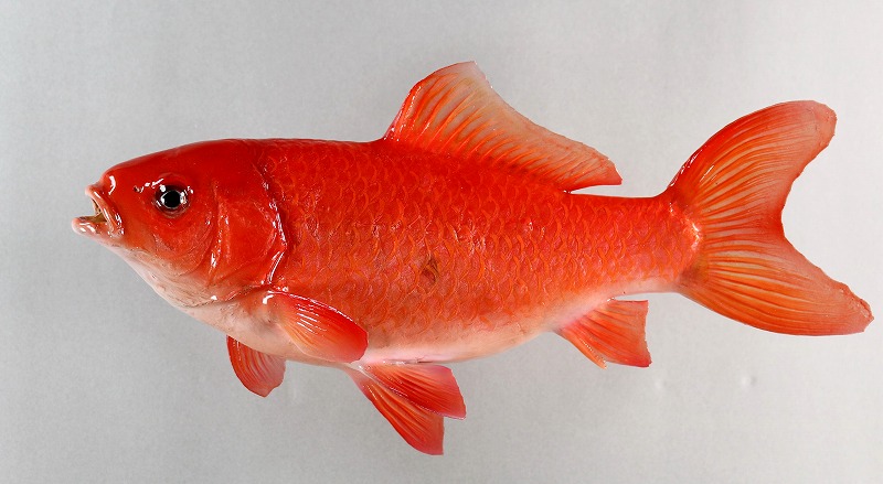 キンギョ剝製　魚体