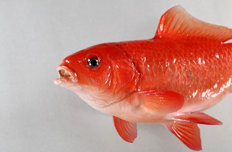 キンギョ剝製　顔