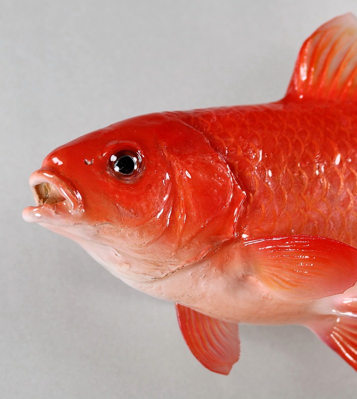 キンギョ剝製　顔アップ