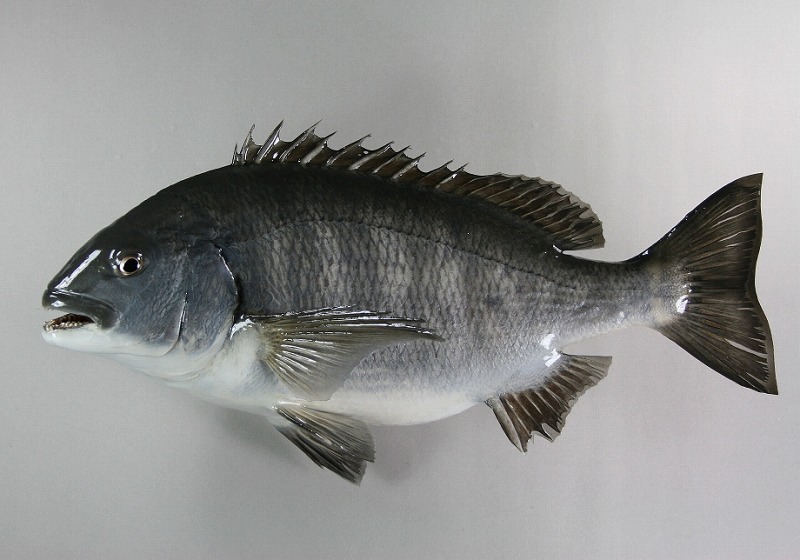 クロダイ剝製　魚体