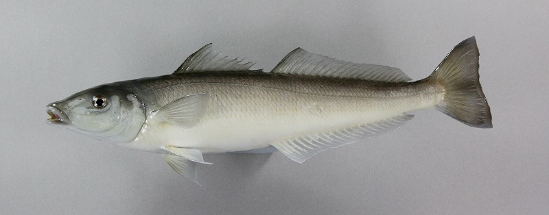 キス剝製1　透明感のある魚体