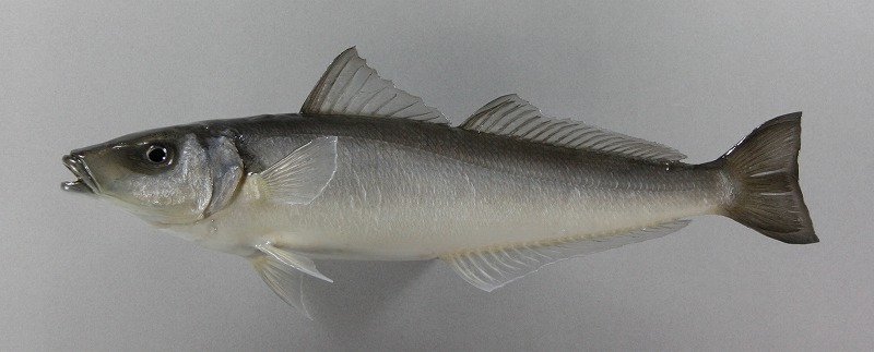 キス剝製2　魚体