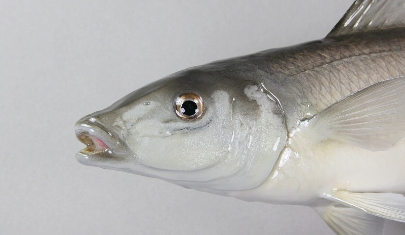 キス剝製1　透明感のある顔