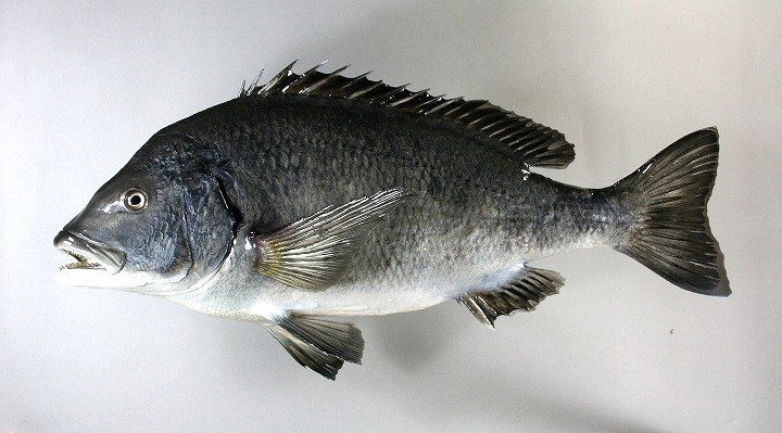 クロダイ剝製2　老魚魚体