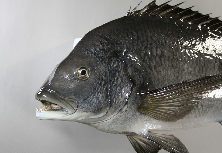 クロダイ剝製2　老魚顔