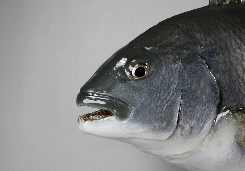 クロダイ剝製　顔