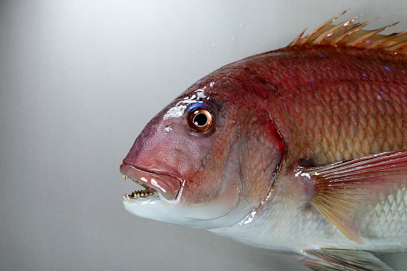 マダイ剝製　顔