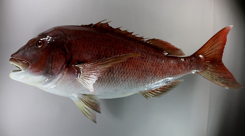 マダイ剝製2　老魚魚体