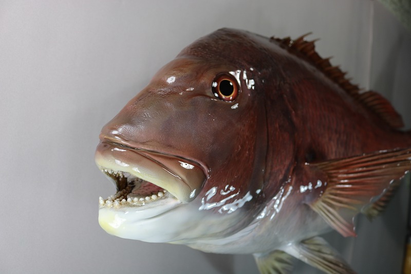 マダイ剝製2　老魚顔