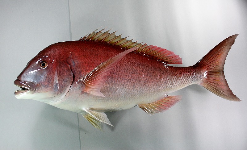 マダイ剝製3　魚体