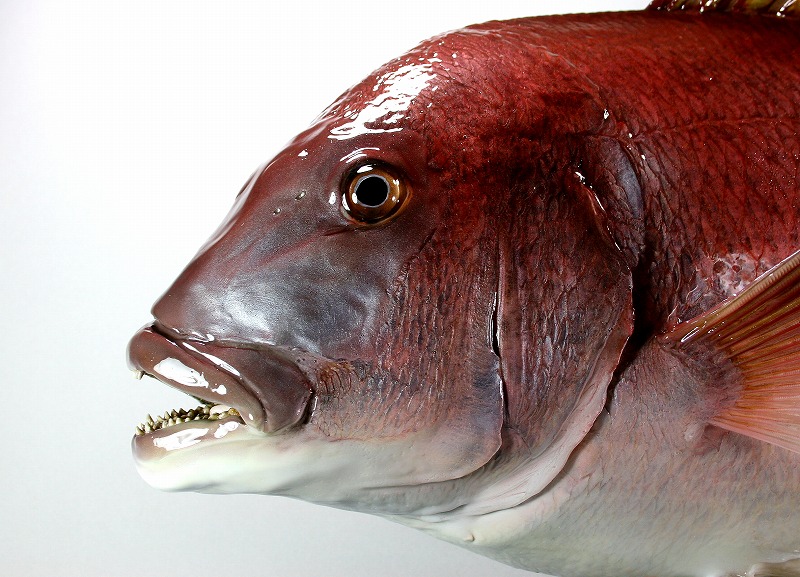 マダイ剝製3　顔