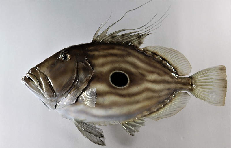 マトウダイ剝製　魚体