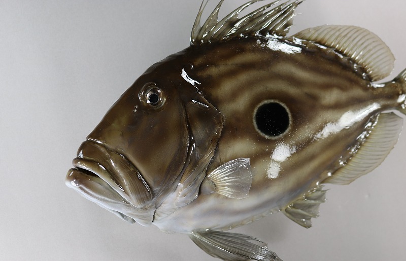 マトウダイ剝製　顔