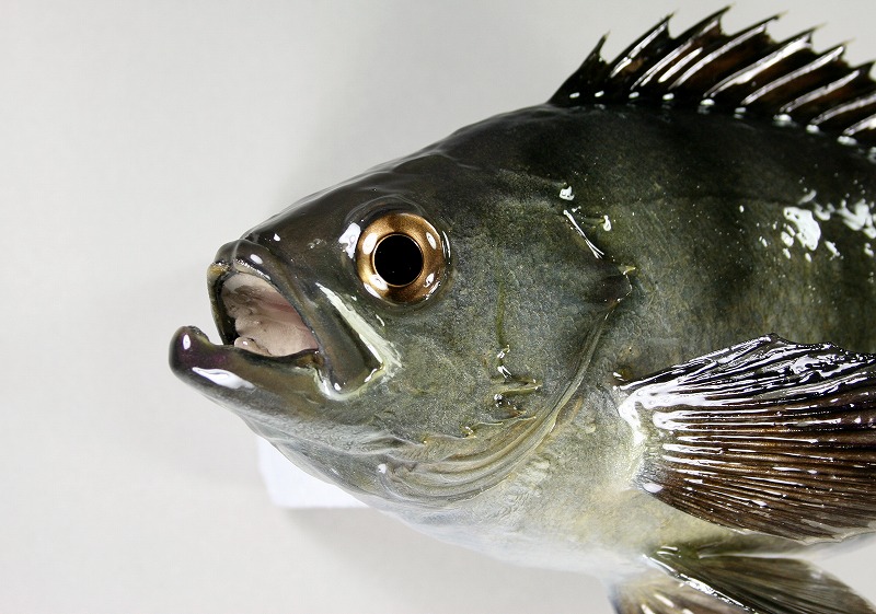 メバル剝製　顔