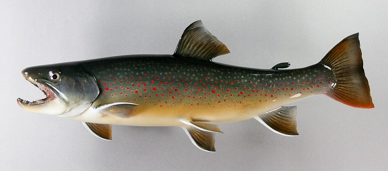 ミヤベイワナ剝製2 魚体