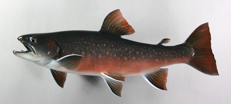ミヤベイワナ剝製 魚体