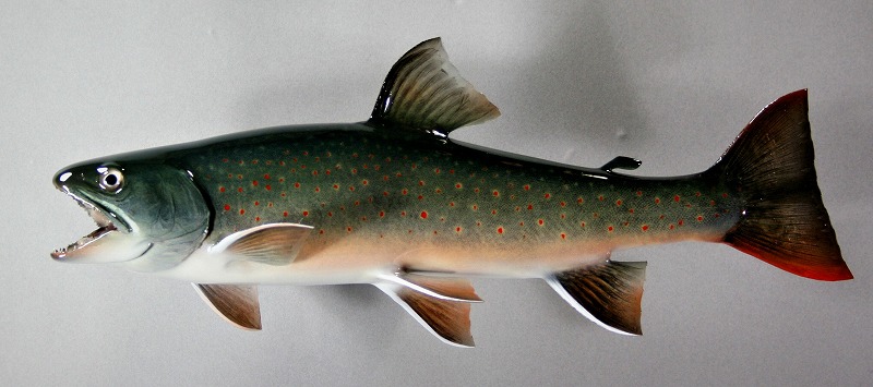 ミヤベイワナ剝製3 魚体
