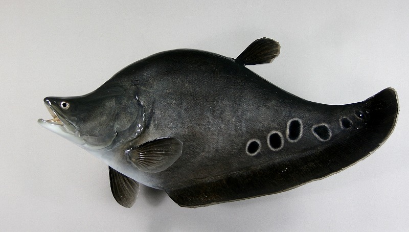 ナイフフィッシュ剝製2　魚体